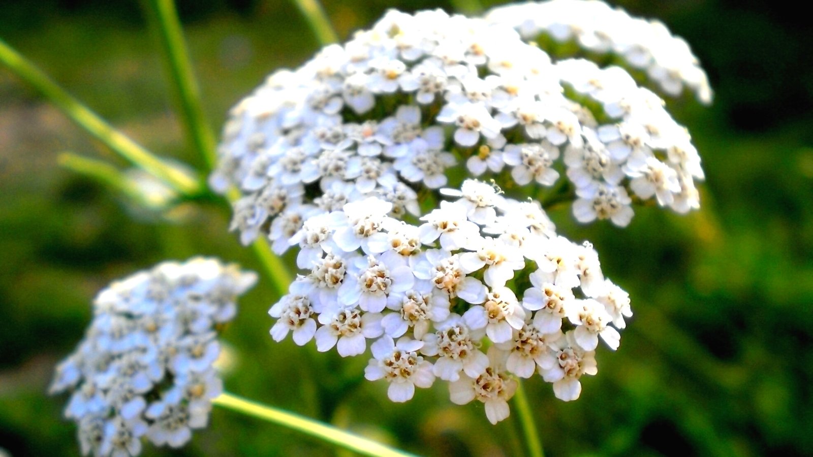 11 Benefits of Having Yarrow in Your Garden