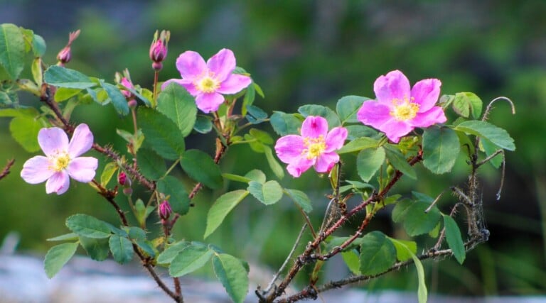 21 Pollinator Friendly Roses to Grow This Season
