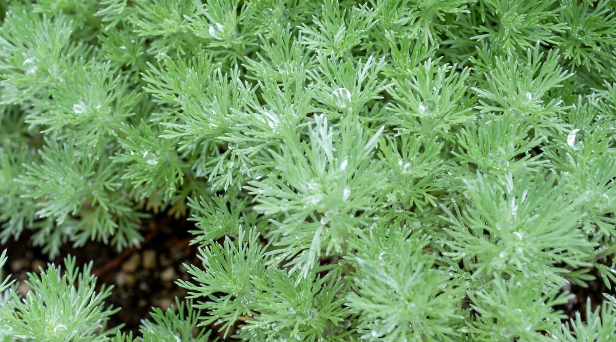 Close-up of Artemisia schmidtiana &lsquo;Silver Mound&rsquo; plants in the garden. It is a compact and low growing perennial herbaceous plant. The plant has silver-gray leaves. The leaves are finely divided and deeply lobed, giving them a feathery, fern-like appearance. The foliage is covered with fine silky hairs that give it a silvery sheen.