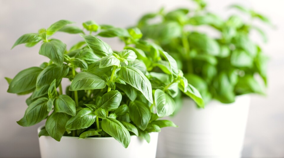 8 Herbs You Should Never Grow Indoors