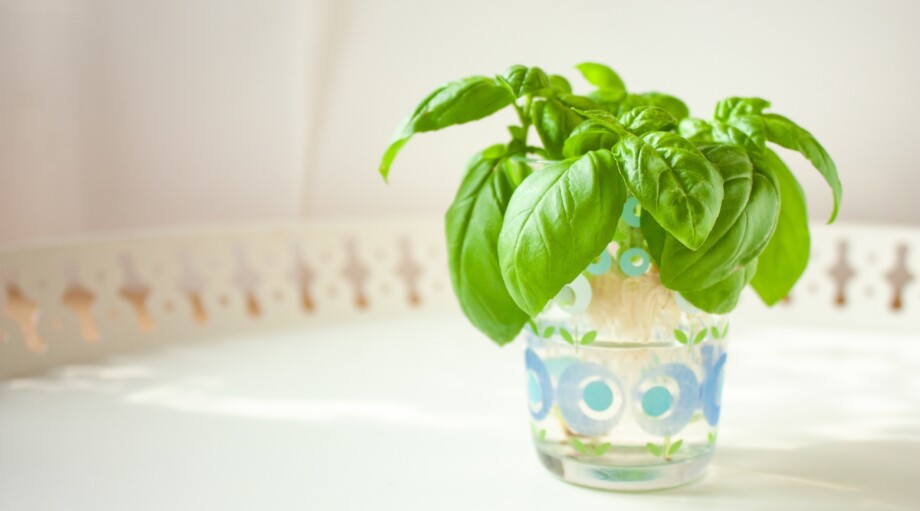 How and When to Harvest Basil This Season