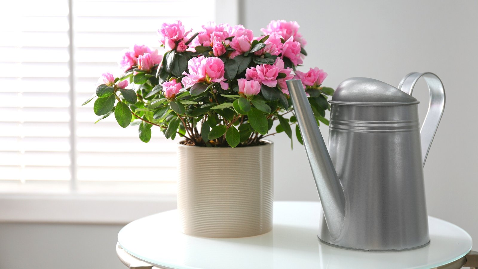 11 Tips For Growing Beautiful Azaleas in Containers