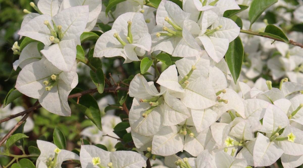 Close-up of a blooming Bougainvillea &lsquo;Java White&rsquo; bush in a garden. The plant has shiny green leaves, which are sometimes dazzled with white, which adds to its visual appeal. The leaves are oval in shape and alternate along the stems, creating a lush backdrop for the colorful bracts and flowers. The bracts are pure white, surrounding small inconspicuous white flowers in the center. The bracts are densely clustered and dense, creating a showy appearance. The flowers of &lsquo;Java White&rsquo; are relatively small, greenish-cream in color and funnel-shaped.