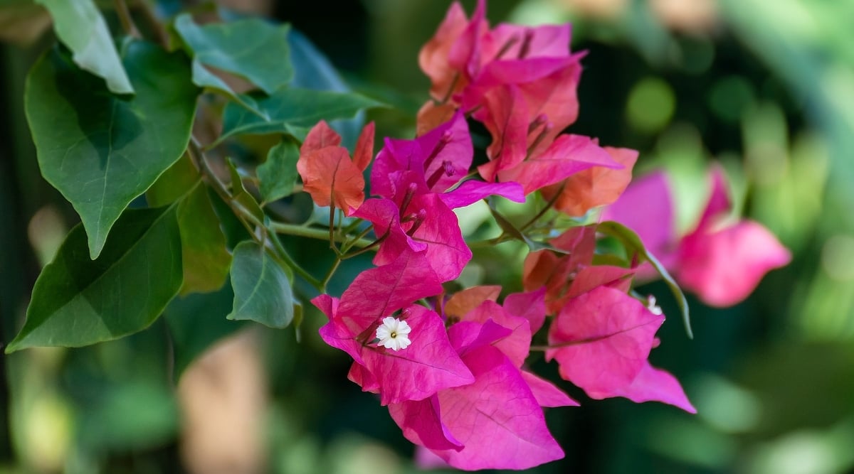 Close-up of a blooming liana plant Bougainvillea &lsquo;Miami Pink&rsquo; against a blurred leafy background. The plant has ovate leaves of a shade green color with a waxy texture. The bracts are bright pink in color and have a papery texture. True bougainvillea flowers are relatively small, tubular and nondescript, white in color.