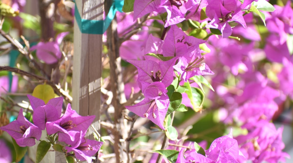 Close-up of a flowering plant Bougainvillea glabra &lsquo;Formosa&rsquo; in a sunny garden. Bougainvillea glabra &lsquo;Formosa&rsquo; is a tropical and subtropical evergreen woody vine or shrub. The plant has simple elliptical leaves with a leathery texture. They are dark green in color, arranged alternately along the stems, and have prominent veins running through them. Violet-pink bracts are modified leaves that surround and support small, inconspicuous flowers. The flowers are white, small, clustered together in clusters called racemes.