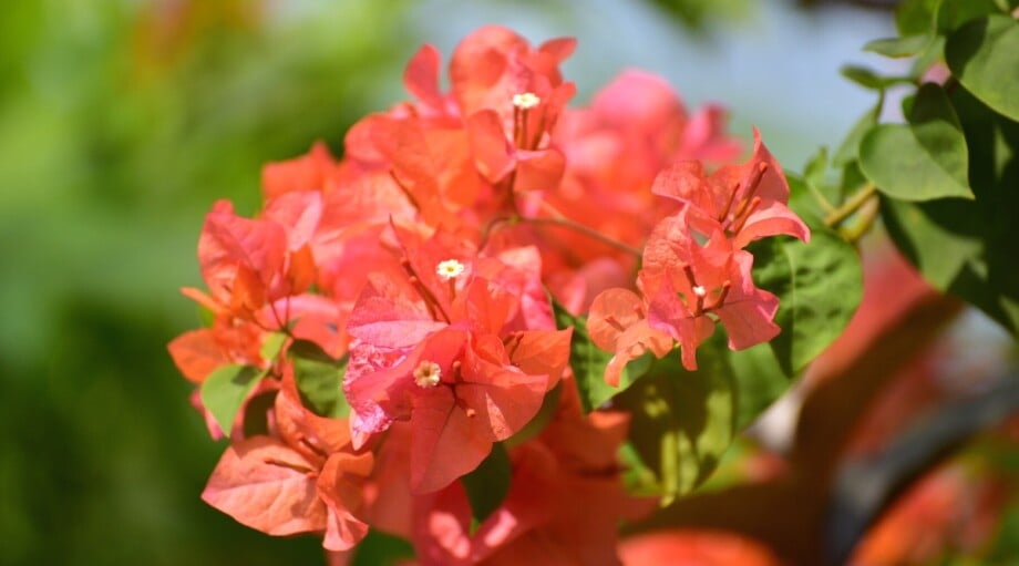 How to Plant, Grow and Care For Bougainvillea
