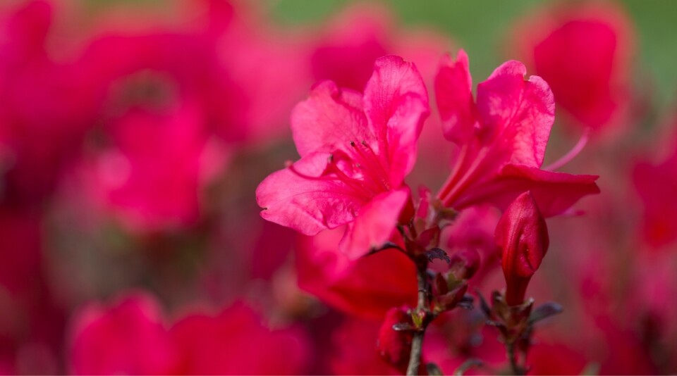 11 Tips For Growing Beautiful Azaleas in Containers