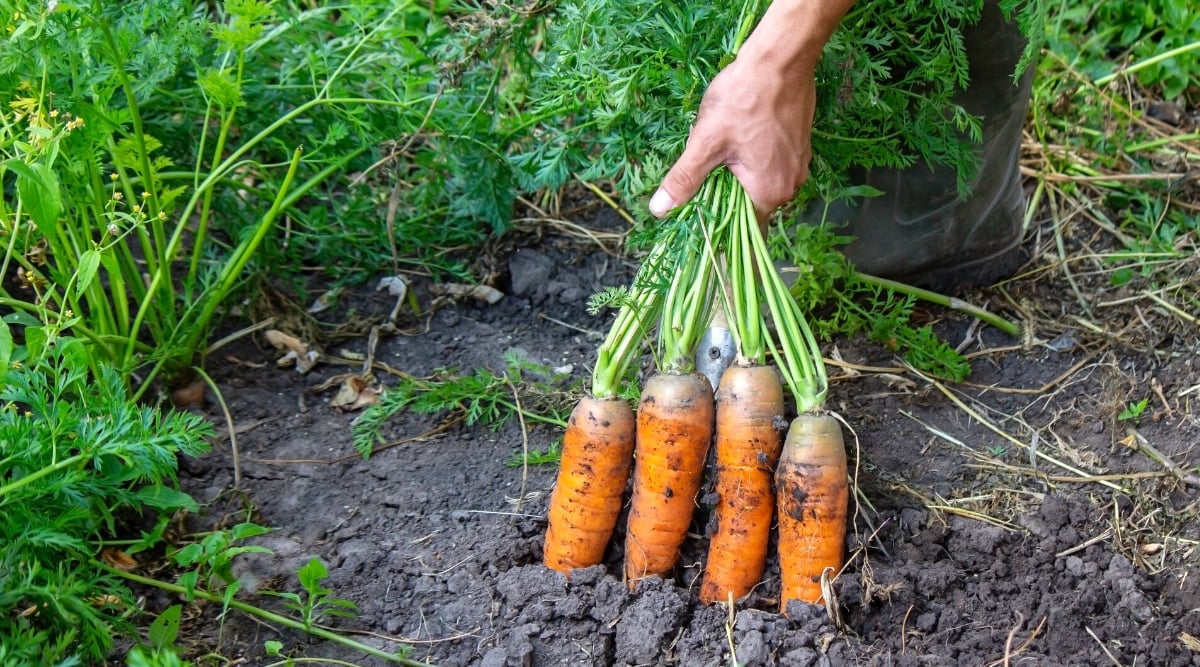 Close-up of a gardener's hands picking ripe carrots from the soil, in a garden. Carrots have large, hard, elongated, bright orange roots. Rosettes of lush, lacy leaves grow from the tops of root crops. The leaves are thin, strongly dissected, dark green in color, reminiscent of fern leaves.