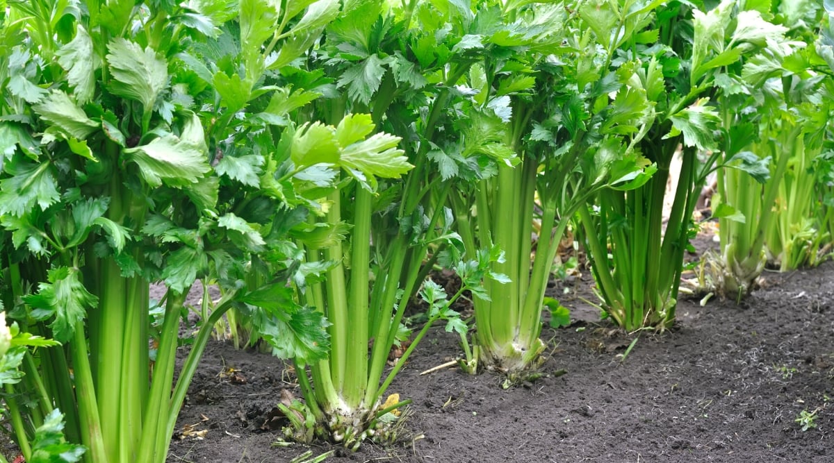 Several celery plants with long green stalks are growing together in moist soil.