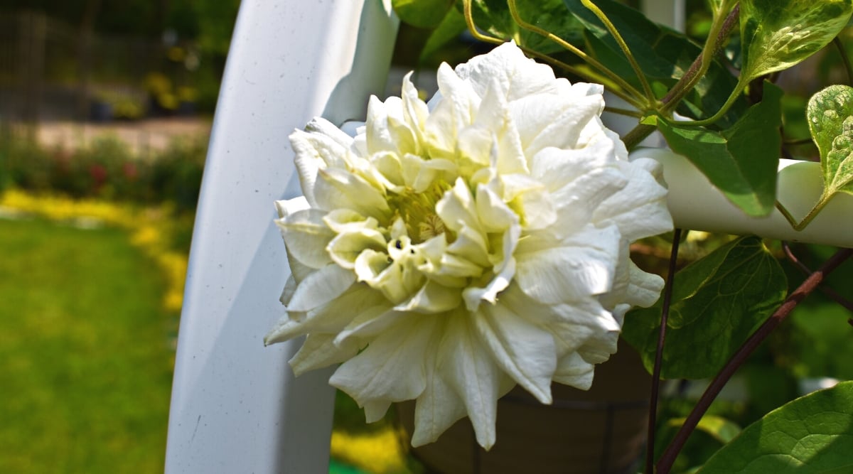 Close-up of &lsquo;Duchess of Edinburgh&rsquo; Clematis in bloom in the garden. The plant has strong curly stems covered with dark green glossy leaves. The leaves are composed of many leaflets radiating from a central point. Each leaflet is ovate or lanceolate and has a serrated or serrated margin. The plant has a large, fully double flower of pure white color. The flower resembles a delicate tousled rose. The flower has numerous layers of petals, forming a lush and voluminous flower.