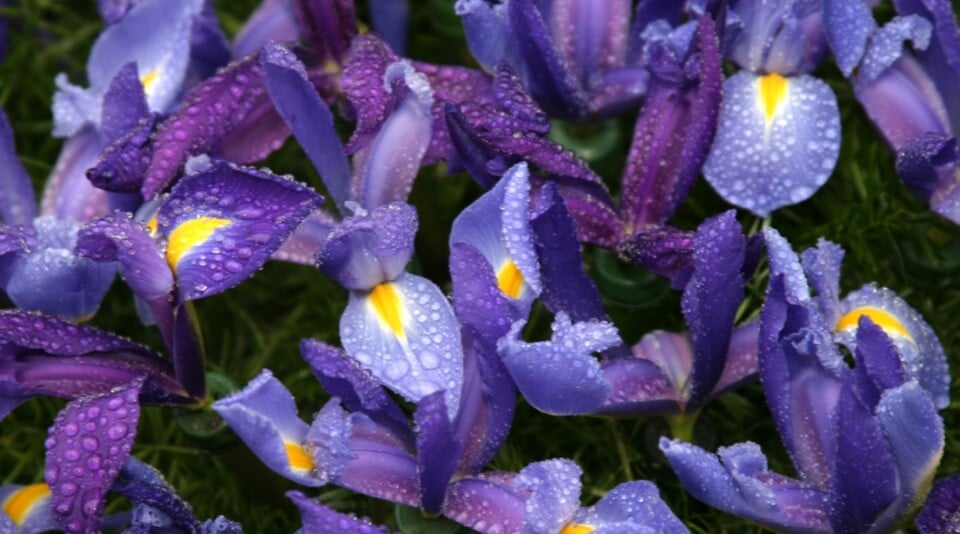 9 Causes Your Irises Are Brown, Wilted, or Dying