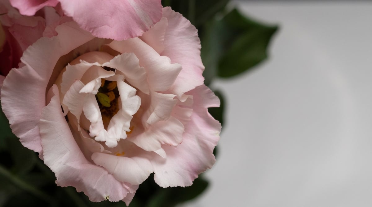 close up of a blooming flower with light pink petals that are ruffled on the edges. The center is dark. The background is blurred and solid gray.