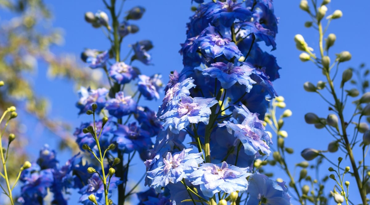 Close-up of blooming &lsquo;Blue Lace&rsquo; Delphinium in a garden against a blue sky. The plant forms densely spaced flower stalks, adorned with numerous individual flowers. The flowers are semi-double, and their color is a bewitching shade of blue with a purple tint in the center, reminiscent of delicate lace.