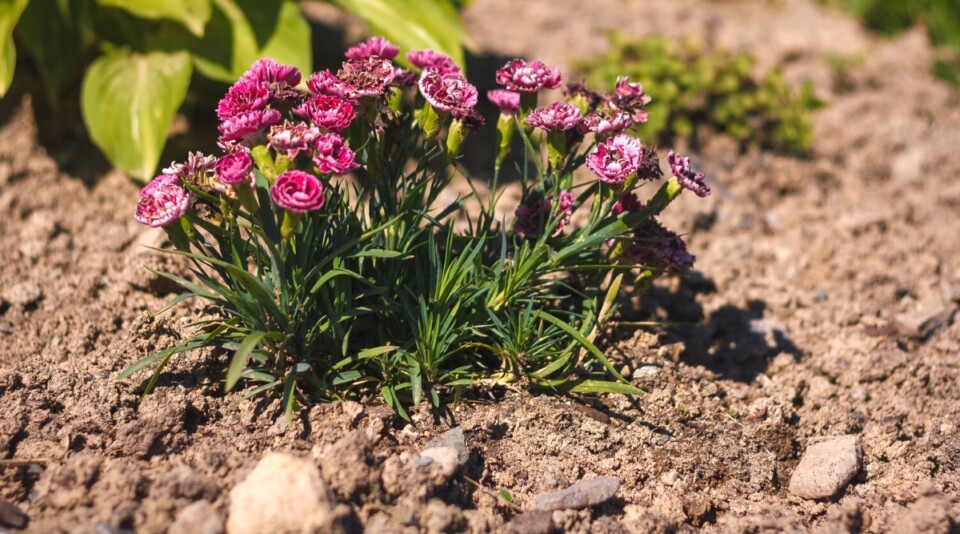 How to Plant, Grow and Care For Carnation Flowers
