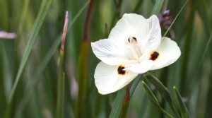 9 Reasons to Plant Bicolor Irises This Season