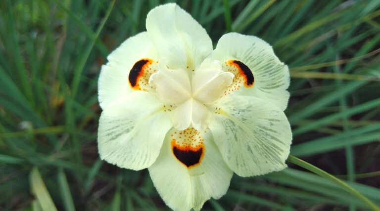 9 Reasons to Plant Bicolor Irises This Season