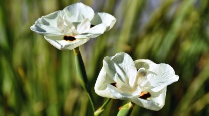 9 Reasons to Plant Bicolor Irises This Season