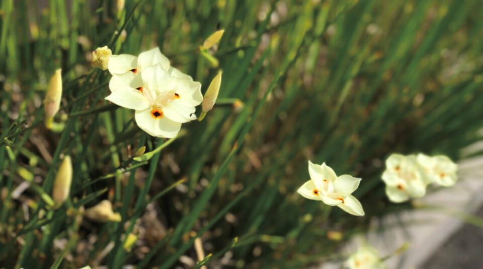 9 Reasons to Plant Bicolor Irises This Season