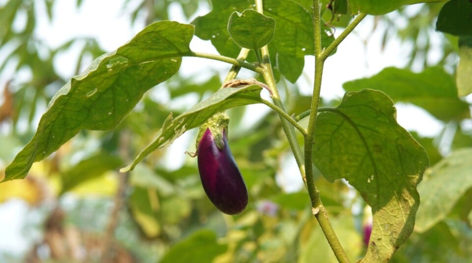 13 Plants to Avoid Planting Near Blackberries This Season 13 Plants to Avoid Planting Near Blackberries This Season