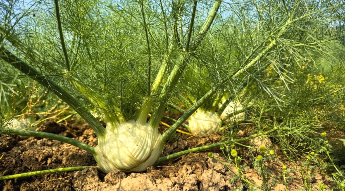 Close-up of a growing Fennel in a sunny garden. The plant has tall, hollow stems with thinly dissected leaves that resemble thin leaves. The leaves are bright green and have a delicate lacy appearance. The bulb is large, white.