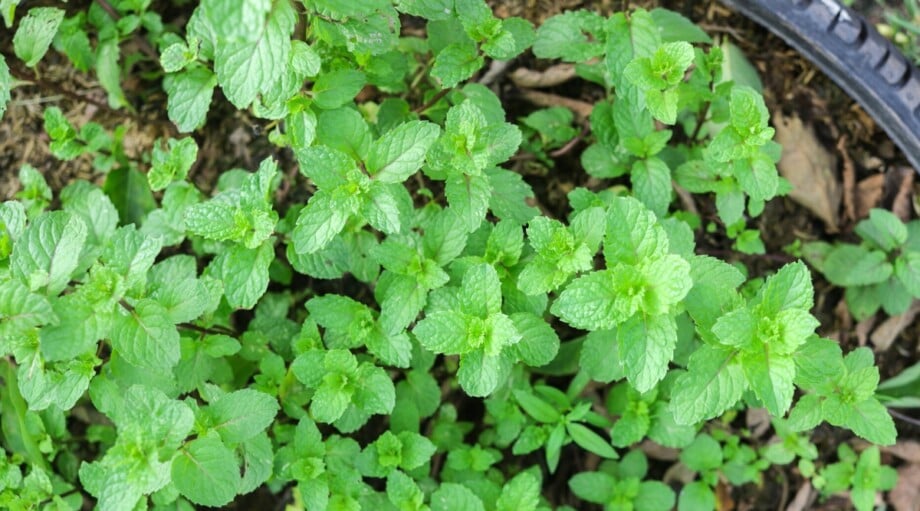 How to Plant, Grow and Care For Peppermint