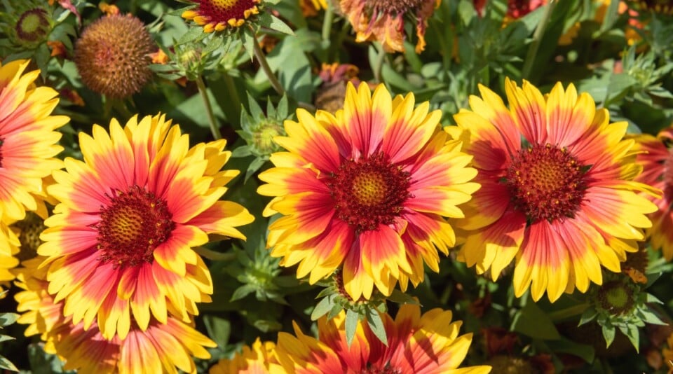 35 Flowers That Will Thrive in Sandy Soil