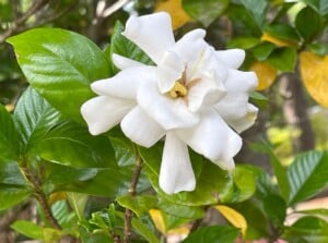 Gardenia