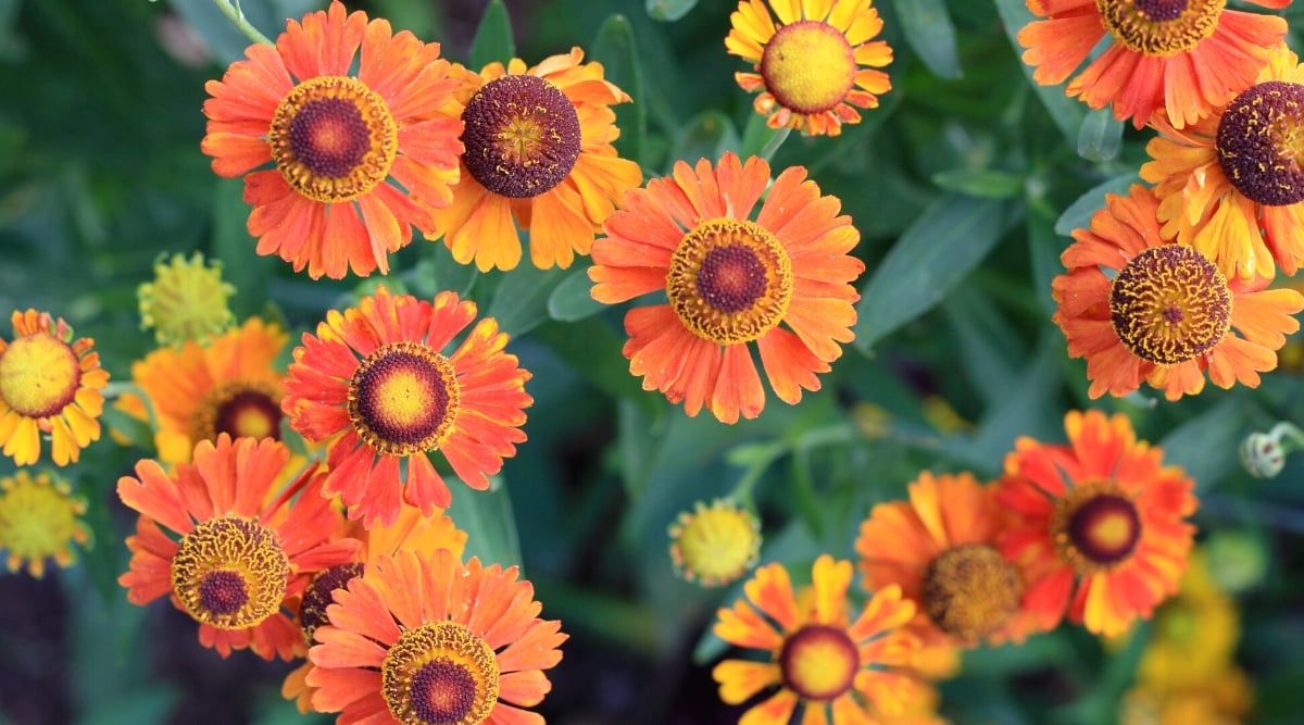 Top view, close-up of Helenium ‘Helbro’ Mardi Gras in bloom. The plant forms upright stems with dark green spear-shaped leaves. The flowers show vibrant combinations of red, orange and yellow. The petals are decorated with an intricate pattern of patches and stripes of contrasting colors.