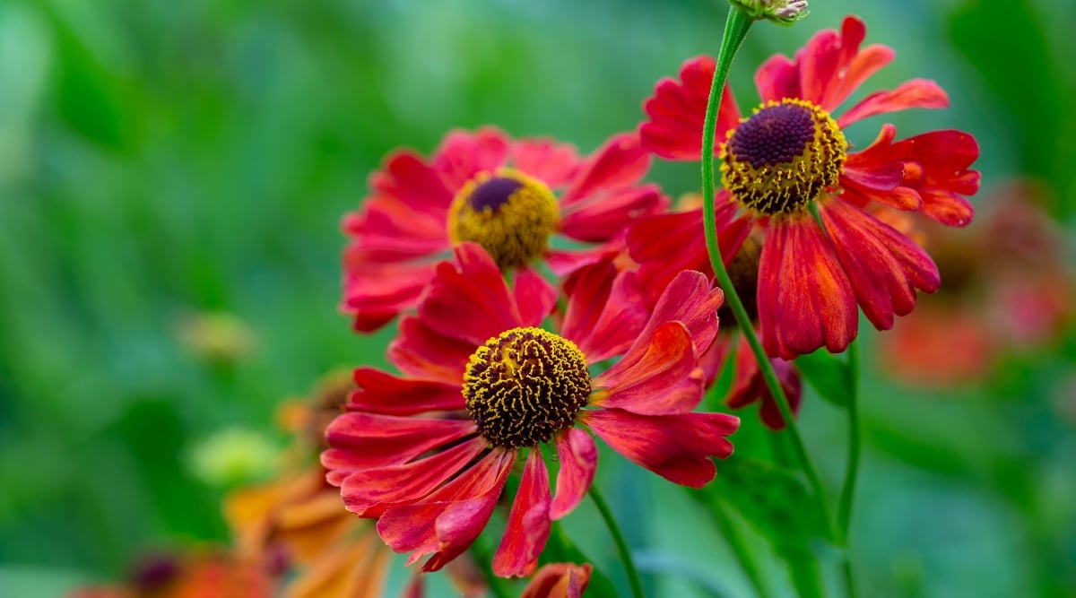Close-up of Helenium &lsquo;Hot Lava&rsquo; against a blurred green background. Helenium &lsquo;Hot Lava&rsquo; is a captivating perennial plant known for its fiery appearance. He has a compact stature. The leaves are spear-shaped and dark green in color. The flowers show intense shades of red. The petals are reflexed, surrounded by prominent dark purple centers with yellowish markings.
