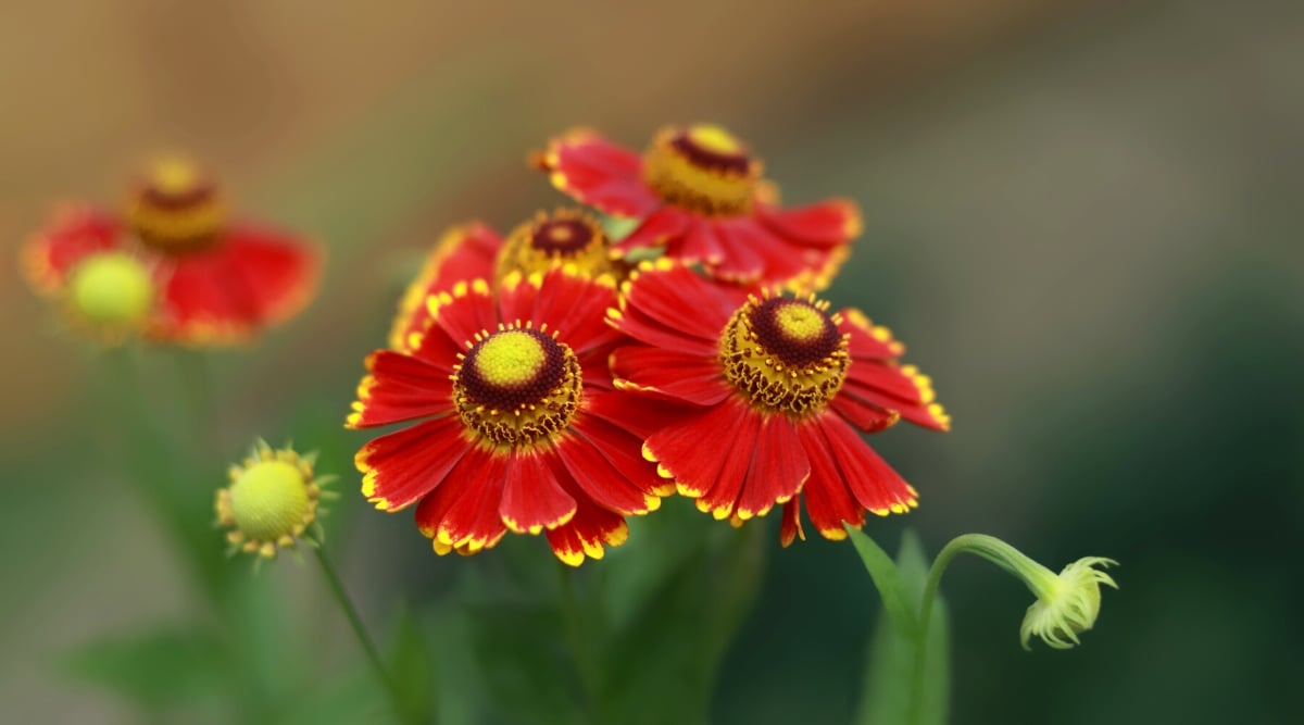 Close-up of blooming Helenium &lsquo;Potter&rsquo;s Wheel&rsquo; against a blurred green background. The flowers are medium-sized, daisy-like, with prominent chocolate brown cones surrounded by ray-shaped bright red petals with contrasting yellow margins.