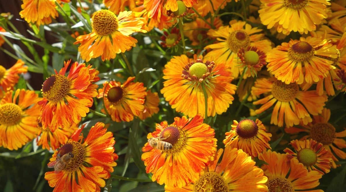 Close-up of blooming Helenium &lsquo;Ring of Fire&rsquo; in the garden. It forms a tall shrub with vertical thin stems covered with green lanceolate leaves. The flowers of &lsquo;Ring of Fire&rsquo; are the true showstoppers, with their fiery coloration and unique appearance. The petals are reddish-brown in color with bright yellow rings in the center and along the outer edges.