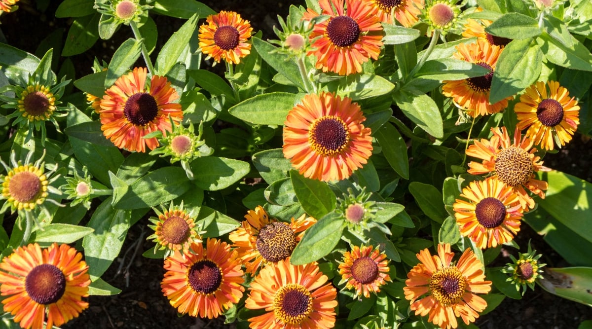 Top view, close-up of Helenium &lsquo;Short n&rsquo; Sassy' blooming in a sunny garden. The plant forms upright stems covered with dense, medium-sized, lanceolate green leaves. The flowers are small, showcasing a delightful combination of bright golden yellow and orange hues. The petals are slightly drooping down, creating an elegant and sophisticated look. Each flower has a vibrant chocolate brown central cone in the center.