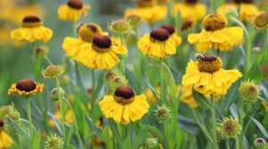 How to Plant, Grow, and Care for Sneezeweed