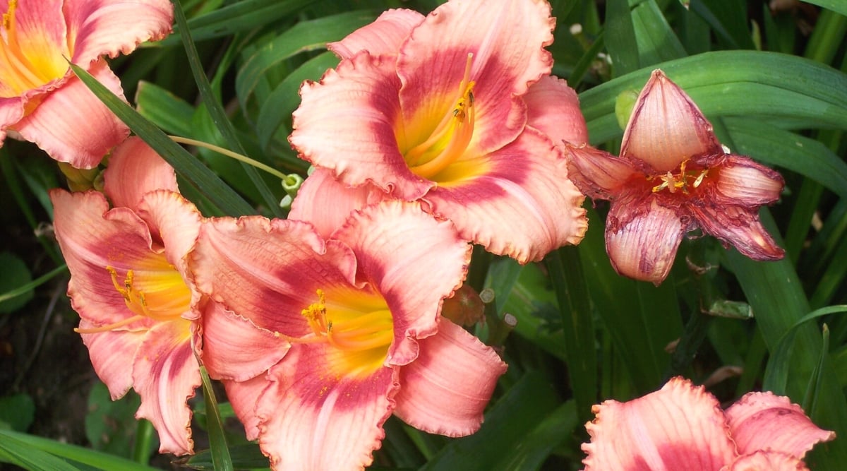 Close-up of &lsquo;Rosy Returns&rsquo; Daylily blooming against dark green foliage. It is an enchanting perennial plant with a charming and vibrant appearance. The leaves are long and linear, resembling blades of grass. They are dark green in color with a smooth texture. The plant produces numerous tubular flowers on tall thin petioles that rise above the foliage. The flowers are predominantly pale pink in color with a rich pink ring in the center and a yellow throat. Each flower has six overlapping petals. The petals are slightly ruffled or edging.