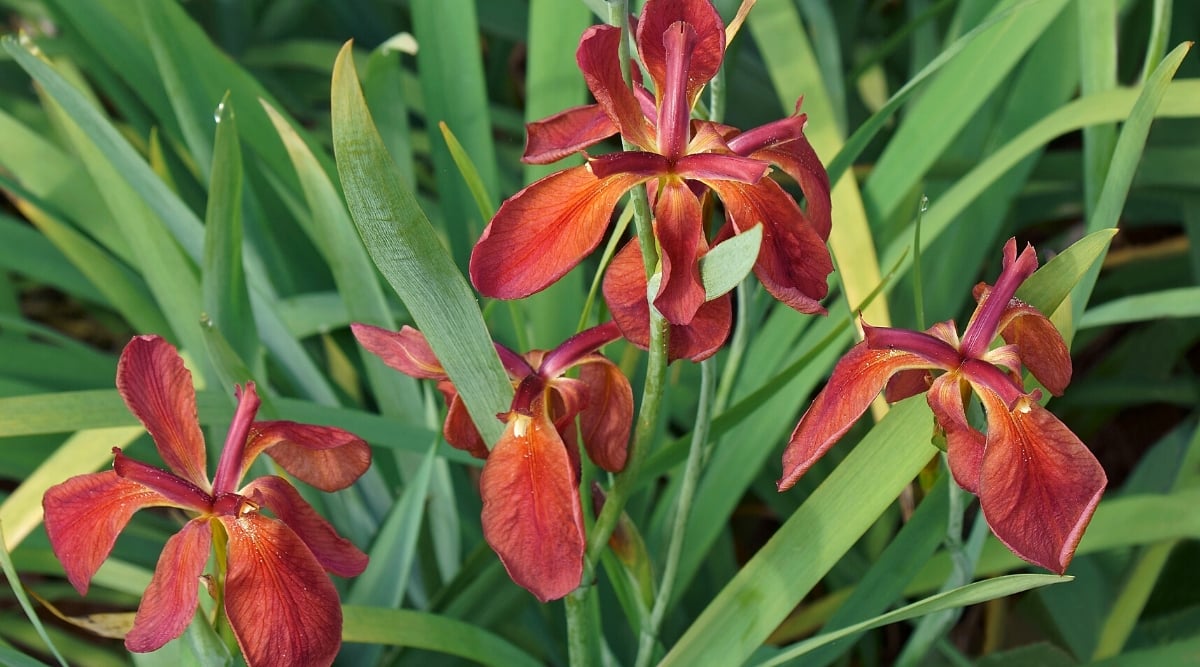 Close-up of blooming Iris fulva &lsquo;Little Cajun&rsquo; in a garden, with green foliage in the background. Plants form tufts of thin, upright stems that emerge from the base of narrow, lanceolate leaves. Flowers have a distinctive copper-red color characteristic of this species. The flowers are medium in size and unusual in shape. The petals, known as standards, are upright and exhibit shades of rusty red. The three drooping petals, called falls, have a slightly darker hue and veining, adding depth and contrast to the flower.