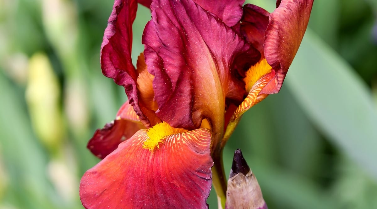 Close-up of an Iris germanica &lsquo;Bernice&rsquo;s Legacy&rsquo; flower in a sunny garden. The flower is large, showy, with upright standards and wide, down-drooping falls. The petals are a rich wine red with subtle hints of pomegranate and cinnamon and amber beards.