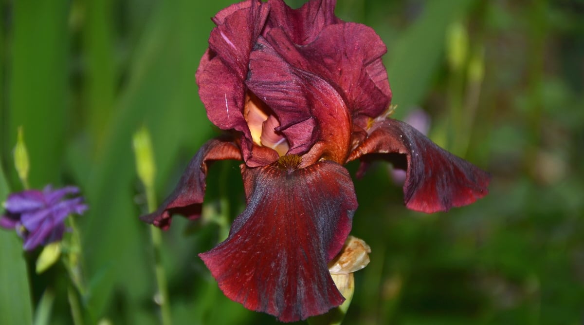 Size and Growth: Bearded irises typically have tall, erect stems that can reach a height of 2 to 3 feet (60 to 90 centimeters). Plants form clusters of narrow sword-shaped leaves that emerge from the base. The petals, known as standards, are upright, while the three drooping petals called falls have a fuzzy or velvety texture. The falls have intricate dark colored veins.