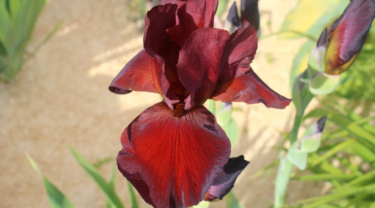 Top view, close-up of an Iris germanica &lsquo;Spartan&rsquo; flower in a sunny garden. The plant produces tall, upright stems and tufts of long sword-shaped leaves that emerge from the base. The flower is large showy with an elegant classic shape of the iris. The petals are corrugated, velvety red.