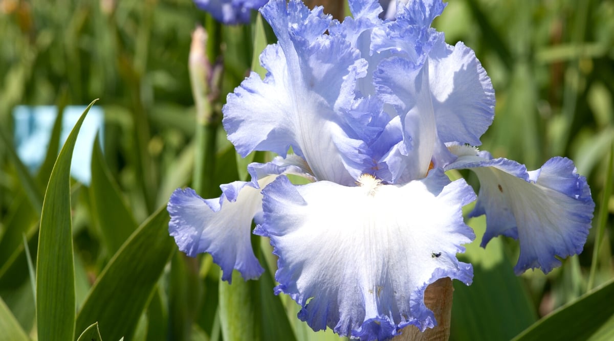 Close-up of an Iris germanica &lsquo;Cloud Ballet&rsquo; flower in a sunny garden, against a blurred background of green foliage. The leaves are long and thin, resembling blades. They are dark green in color and have a stiff, upright growth habit. The flower is large, ruffled, with fine fringes and beautiful layers. The flower has three upright petals, known as standards, and three drooping petals, known as falls. Petals are white with blue ruffled edges.