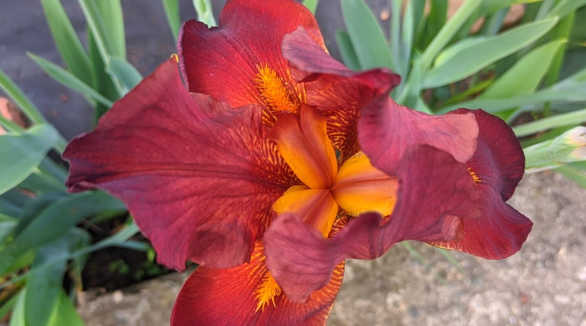 top view, close-up of Iris hexagonae ‘Red Beans’ flower in the garden. The flower is large, bright red with orange hues. The petals are fringed with interesting patterns of dark red veins. The beards on the lower drooping petals are deep orange.