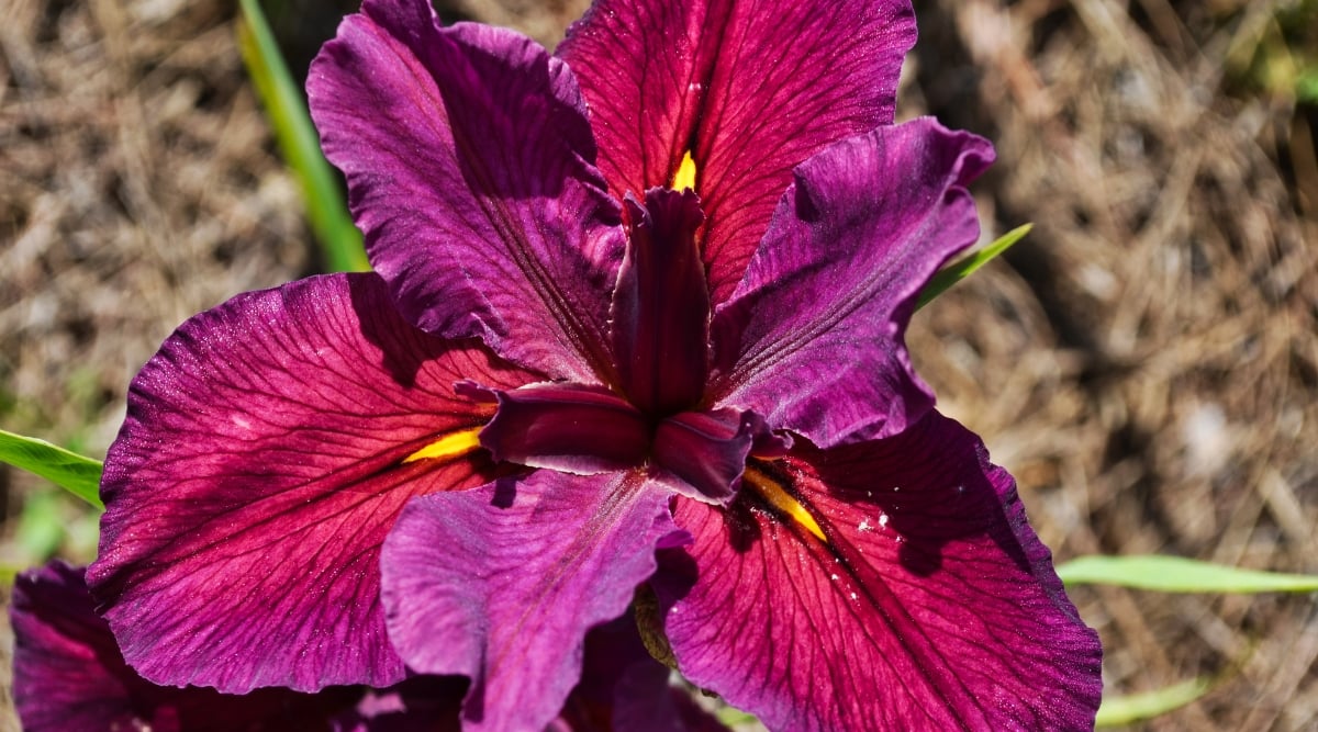Close-up of a blooming Iris hexagona &lsquo;Red Velvet Elvis&rsquo; in the garden, against a blurred background. The flower is large, showy, composed of ruby falls and mauve standards. The lower petals are velvety, with bright yellow markings.