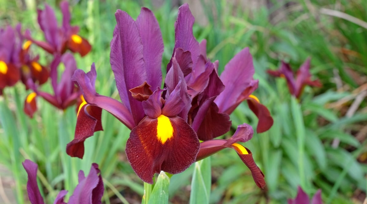 Close-up of blooming Iris hollandica &lsquo;Red Ember&rsquo; in the garden. ris hollandica &lsquo;Red Ember&rsquo; is a special variety of Dutch iris known for its vibrant red flowers. The plant has thin, upright stems and narrow, long, lanceolate green leaves that emerge from the base. The flowers are relatively large and have a classic iris shape. The petals, known as standards, are upright and display a vibrant red hue. The three drooping petals, called falls, also exhibit the same red color but may have darker veins or markings that create an intriguing contrast. There are bright yellow signals on the lowered petals.