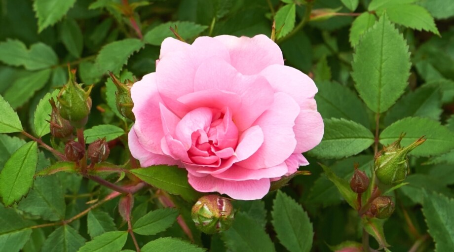 Fastest Growing Roses 17 Fast Growing Roses to Plant This Season