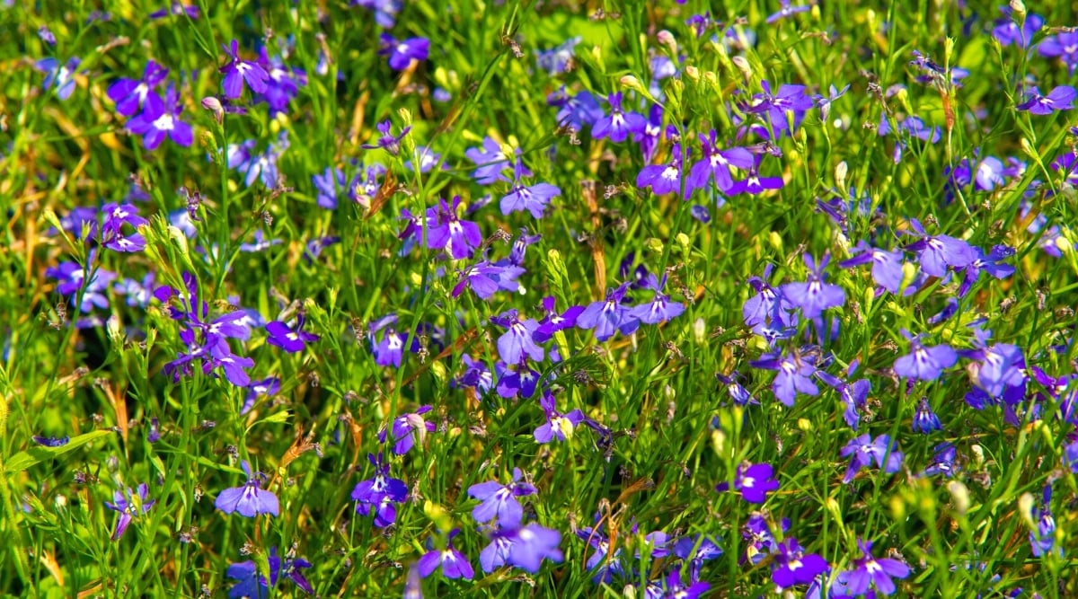 Close-up of a Lobelia blooming in a sunny garden. The plant produces beautiful small blue flowers that consist of five petals, an "upper lip" of two petals, and a "lower lip" of three petals connected in a long nectar tube.