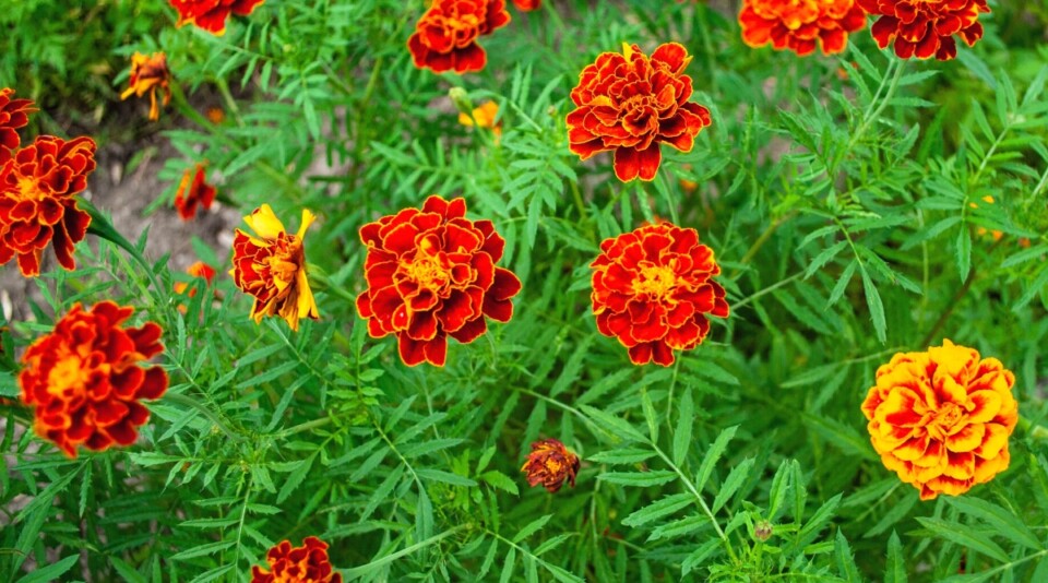 17 Companion Plants to Grow With Corn