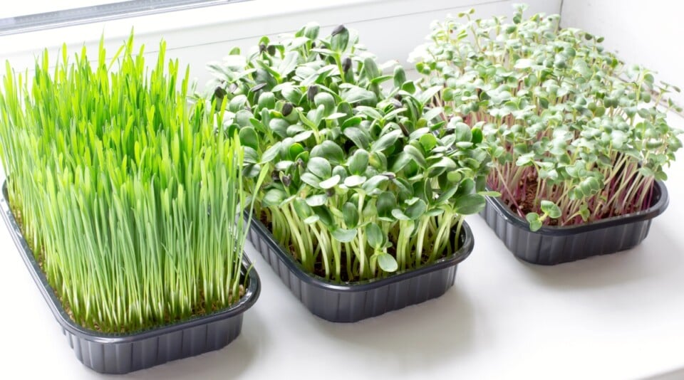 View of 15 Tips for Gardening in Small Spaces