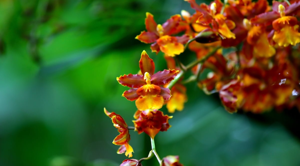 Close-up of a flowering plant Oncidium Catatante &lsquo;Orange Kiss&rsquo; against a blurred dark green background. The plant forms tall peduncles with delicate small flowers. The flowers consist of uniform petals and sepals of dark orange color with a reddish tint. They have a large ruffled orange-yellow lip.