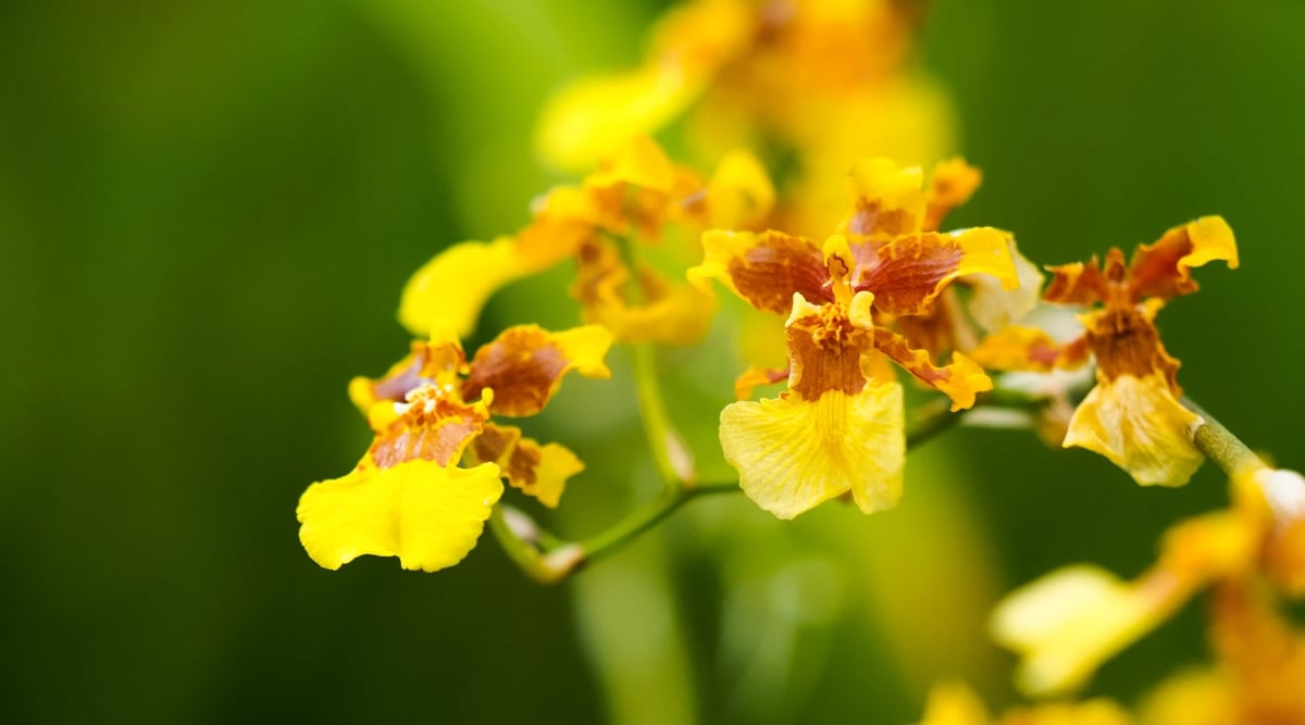 Close-up of Oncidium Pacific Passage &lsquo;Handsome&rsquo; flowers against a blurred green background. The flowers are small, bright yellow, covered with rust-colored spots. Petals are oval with wavy edges.