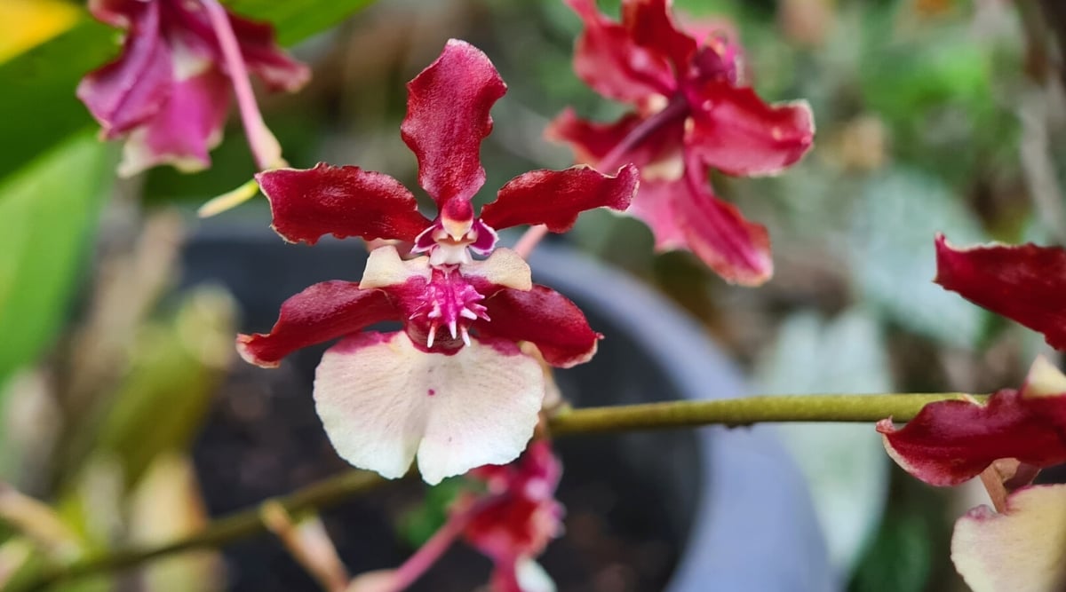 Close-up of Oncidium Sharry Baby &lsquo;Sweet Fragrance&rsquo; flowers against a bright background. The flowers are medium-sized, with five dark red petals and sepals that are slightly folded back. A bright white lip with wavy edges protrudes from the front of the flower.