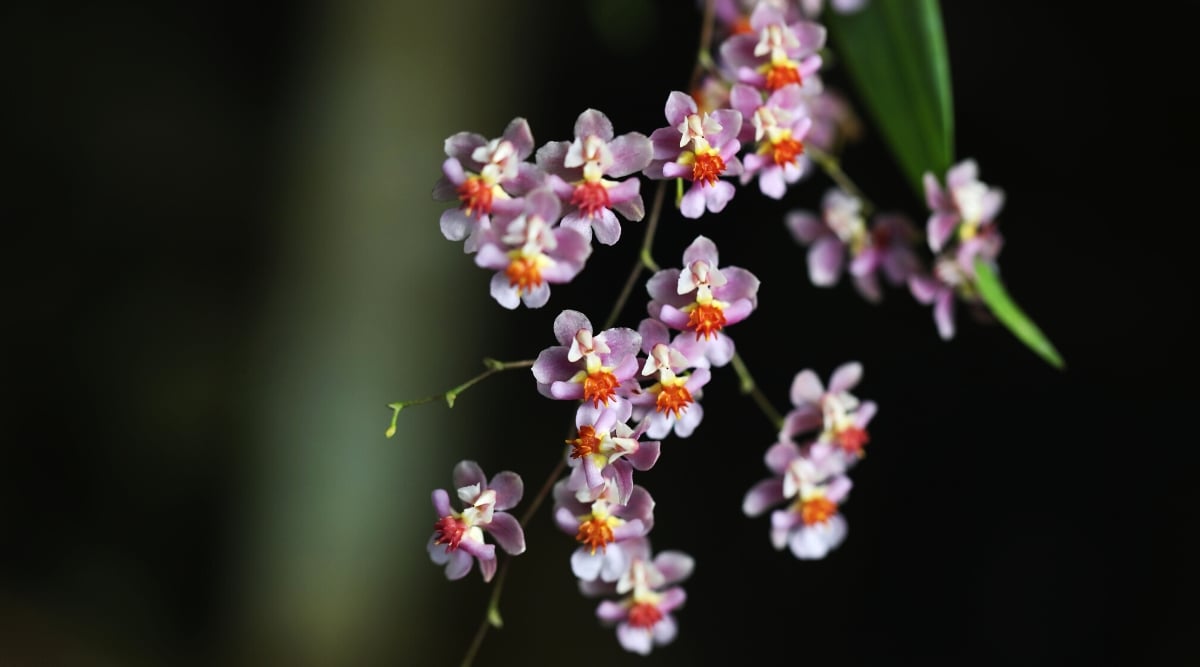 Close-up of a flowering plant Oncidium Twinkle &lsquo;Pink Profusion&rsquo; against a black background. The plant produces profuse small flowers in soft pink with a contrasting column and anther cap, bright orange and yellow.